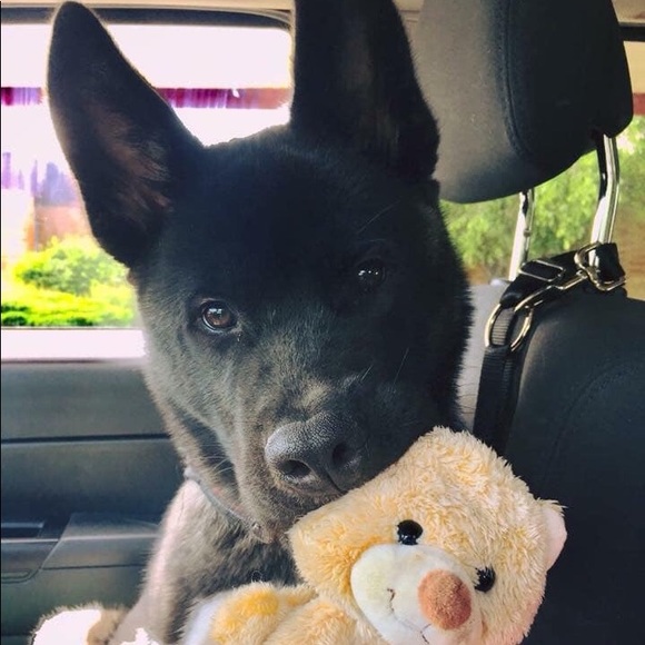 Meet your Posher, Mj - Picture 3 of 4